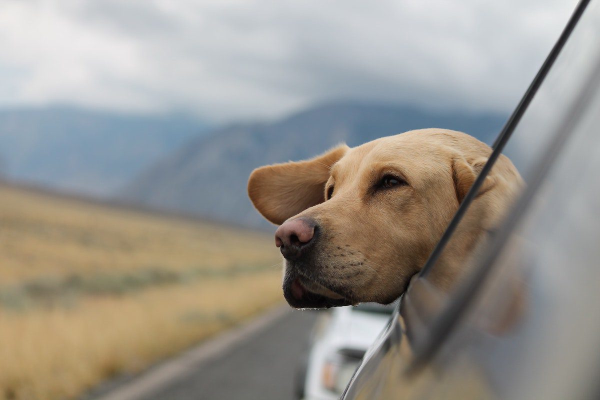 furry family member enjoys pet relocation services