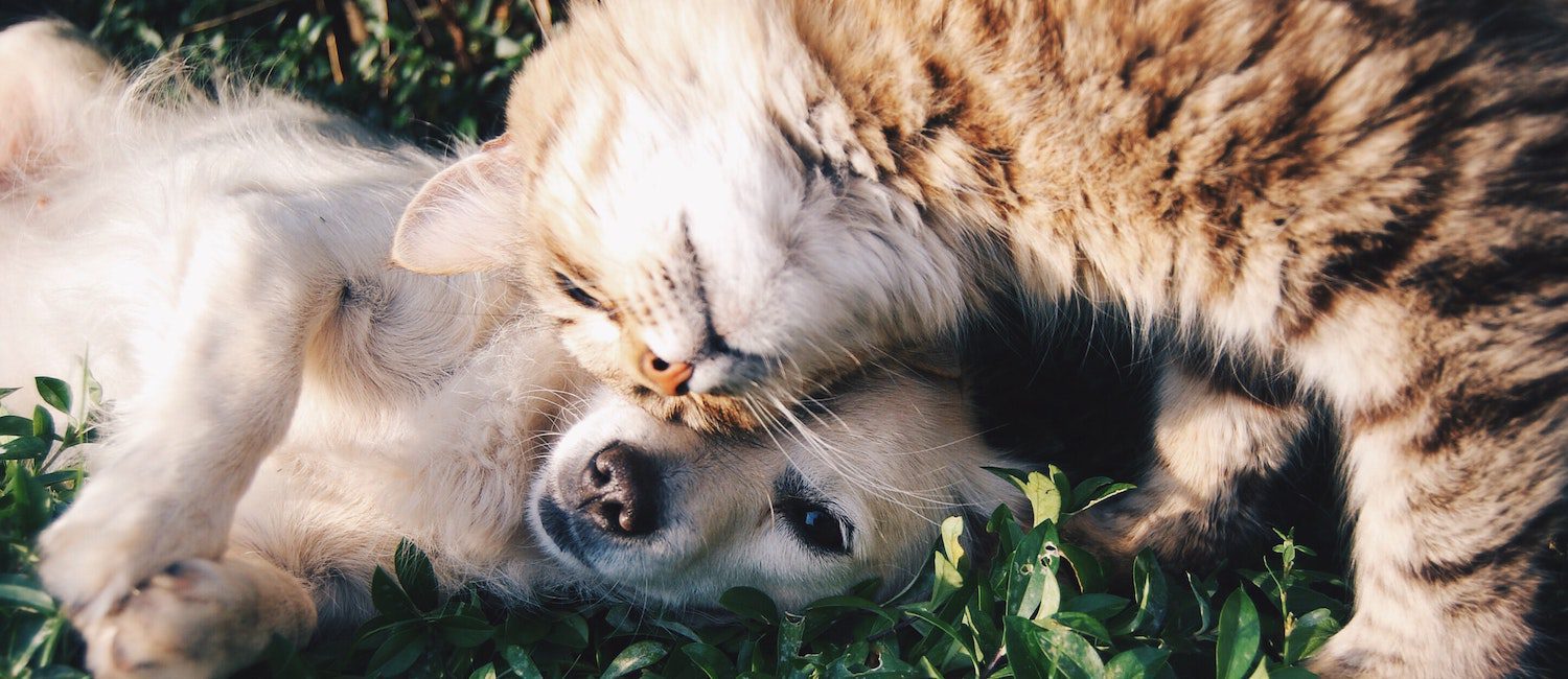 Image for The Best Apartments in Atlanta for Pet Lovers